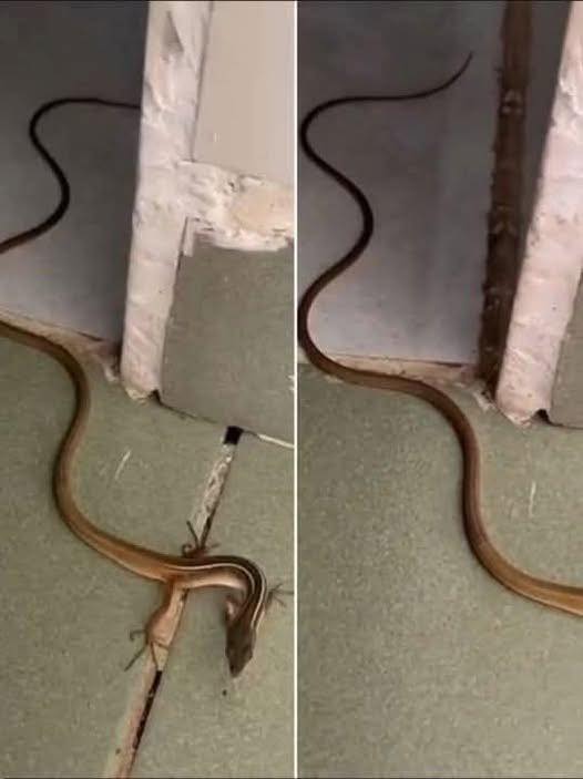 Snake in the House? Stay Calm and Handle It the Right Way