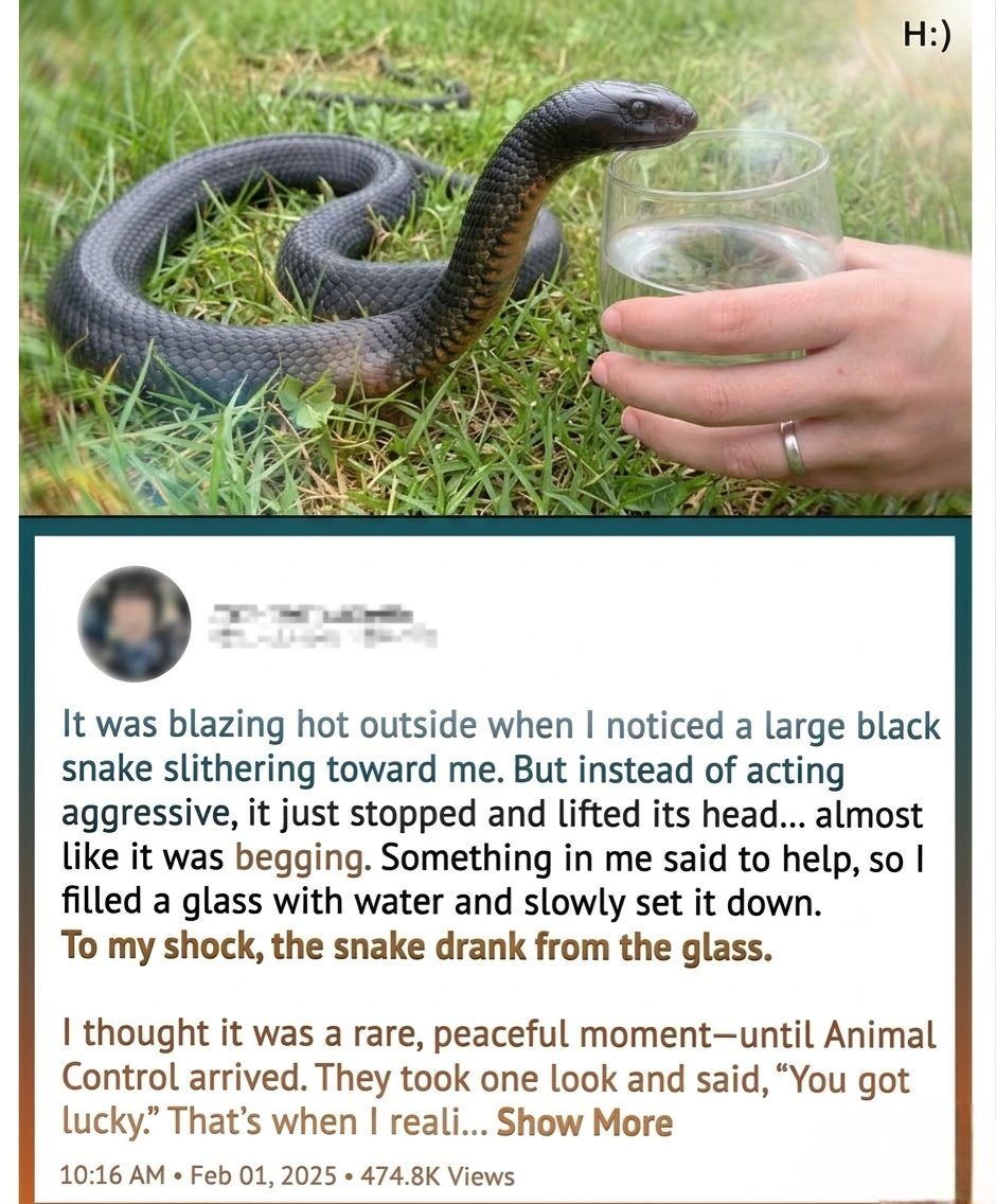 The Snake at the Lake: A Quiet Encounter That Turned Deeply Unsettling