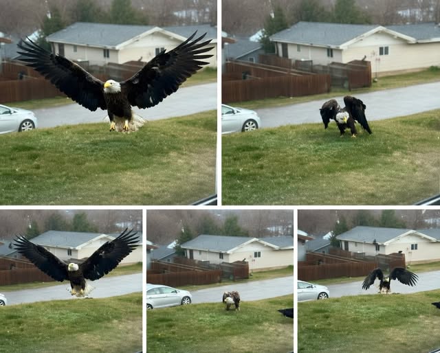 Rare Bird Sighting in South Texas Inspires Reflection Beyond the Moment