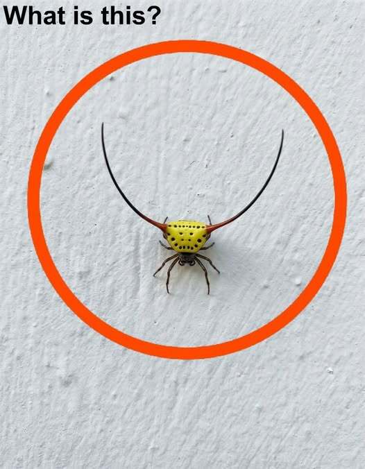 Strange Garage Discovery Turns Out to Be a Surprisingly Harmless Backyard Visitor