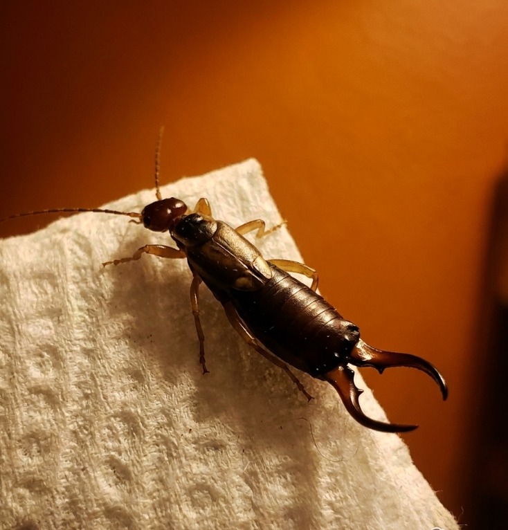 The Backyard Discovery That Taught Our Family an Important Lesson About Outdoor Pests