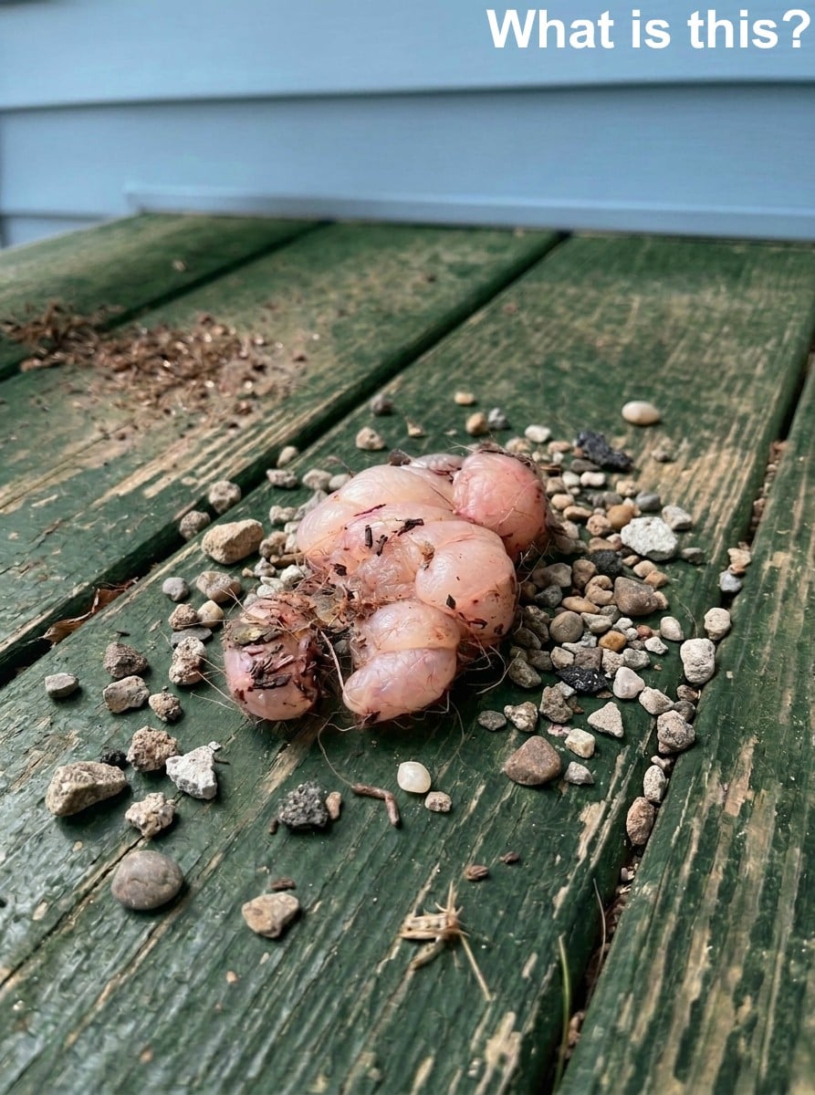 When Fear Turns Into Curiosity: A Strange Backyard Discovery Explained