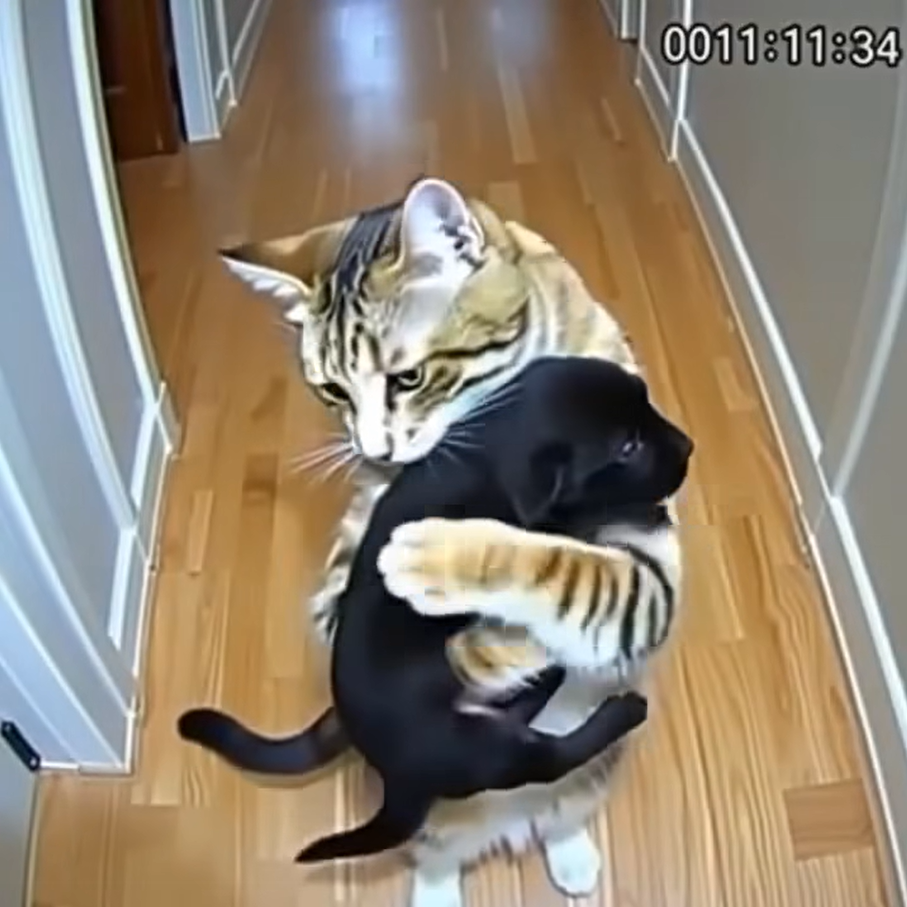 The Day My Cat Led Us to a Hidden Mystery in the Neighborhood