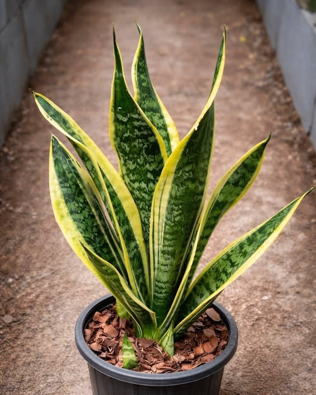 What Having Plants at Home Really Says About You