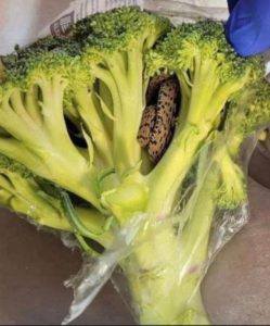 Shopper Stunned After Unexpected Discovery Inside Bag of Store-Bought Broccoli