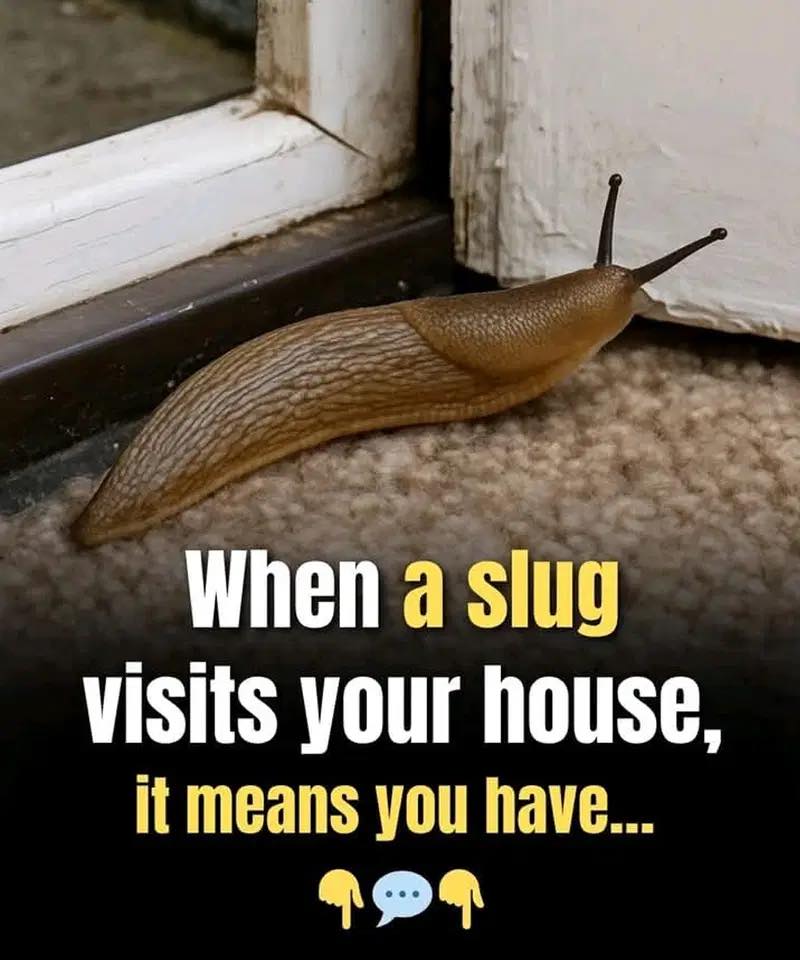 Why Slugs Matter More Than Most People Realize