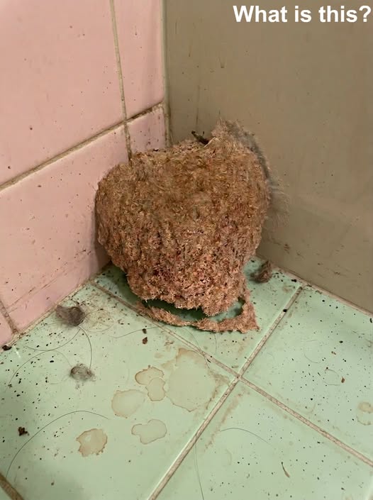 The Unexpected Bathroom Discovery That Left Homeowners Searching for Answers