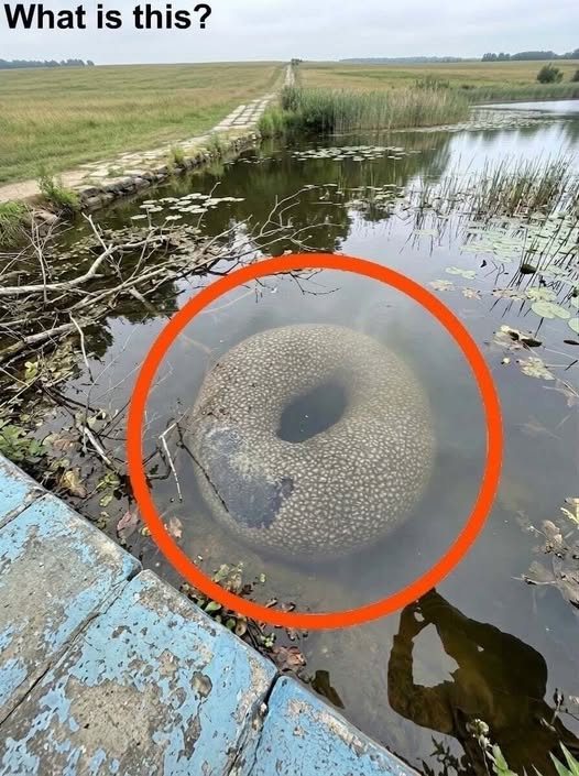 Mysterious Object Floating in Village Lake Sparks Panic Before Truth Finally Emerges