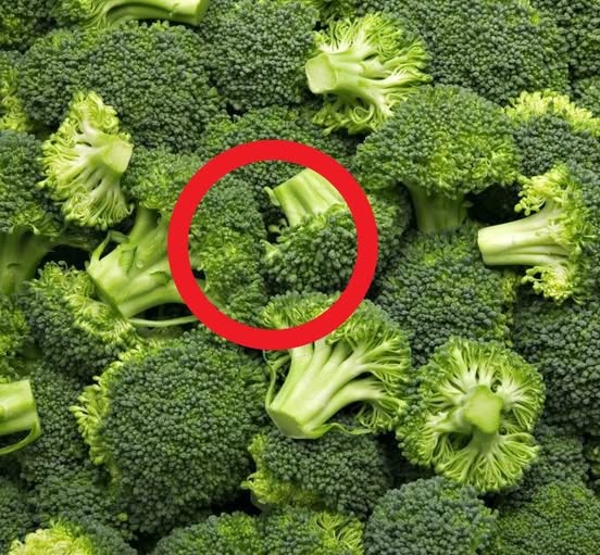 Why Broccoli Deserves a Place in a Healthy Lifestyle