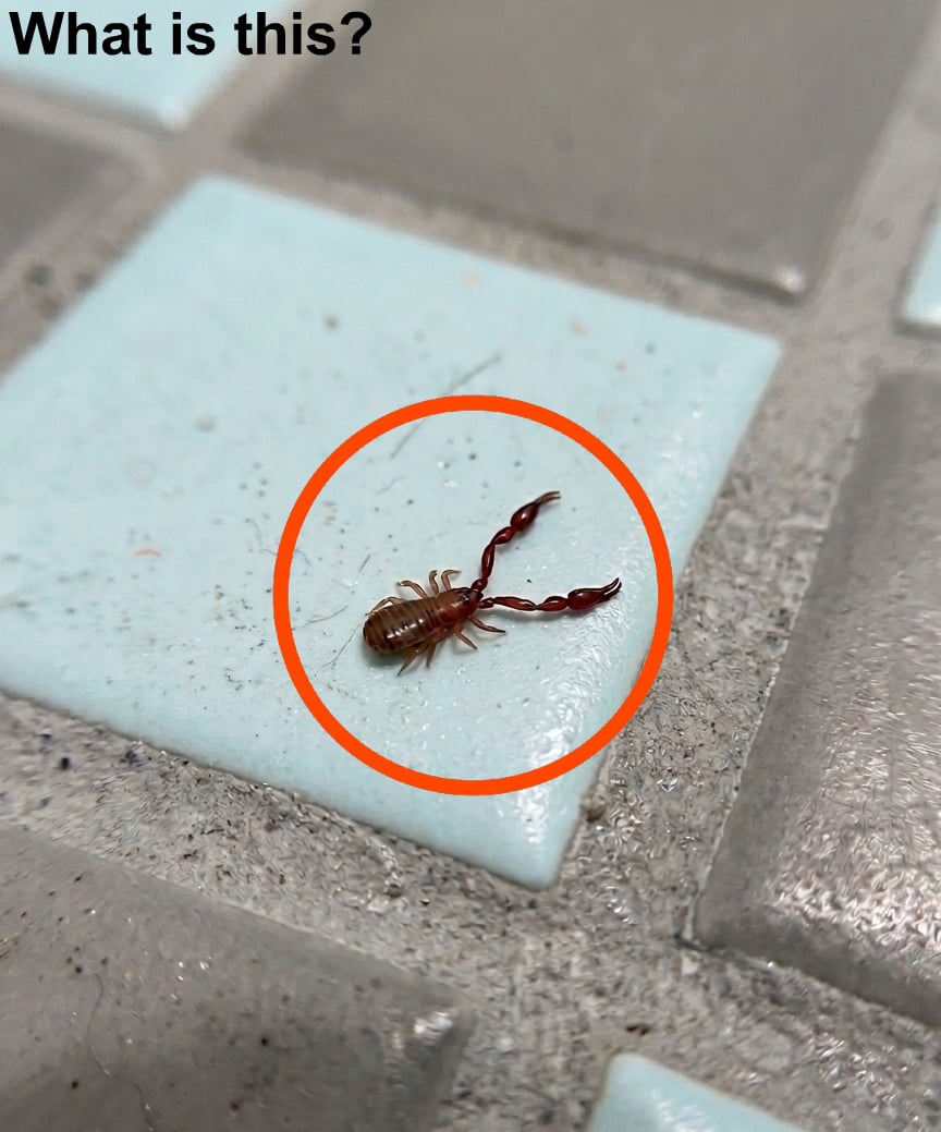 That “Tiny Scorpion” in Your Bathroom? Here’s What It Really Is (and What to Do)