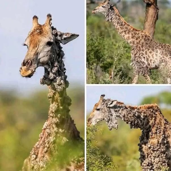 A Rare Giraffe Sighting Turns a Special Trip Into a Viral Moment