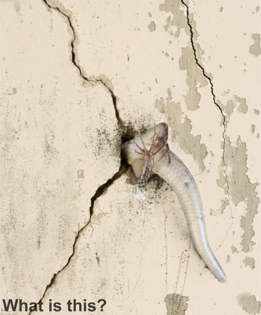 The Unexpected Creature in My Wall That Changed My Perspective