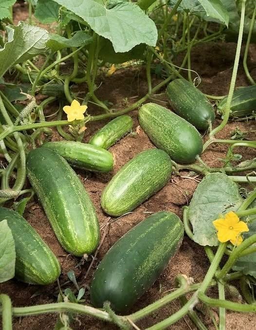 Doctors Highlight the Surprising Benefits of Eating Cucumbers Every Day