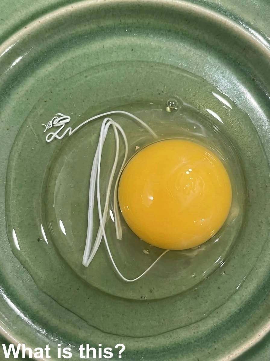 The Surprising Egg Discovery That Turned Breakfast Into a Learning Moment