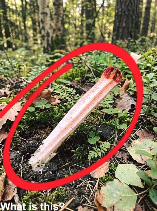 A Strange Discovery in the Forest Revealed One of Nature’s Most Unusual Fungi