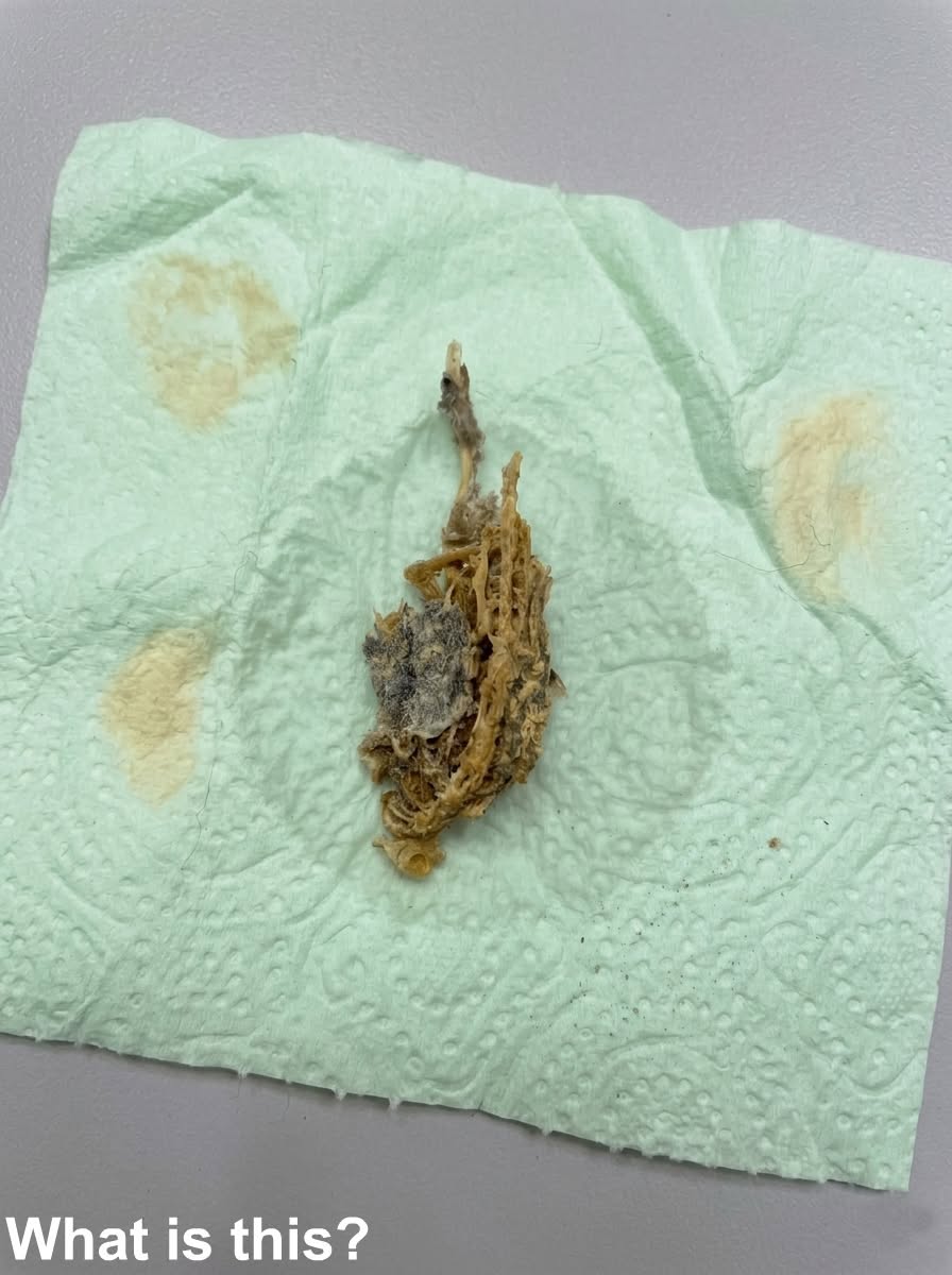 Bathroom Mystery Solved: The Surprising Explanation Behind a Strange Discovery