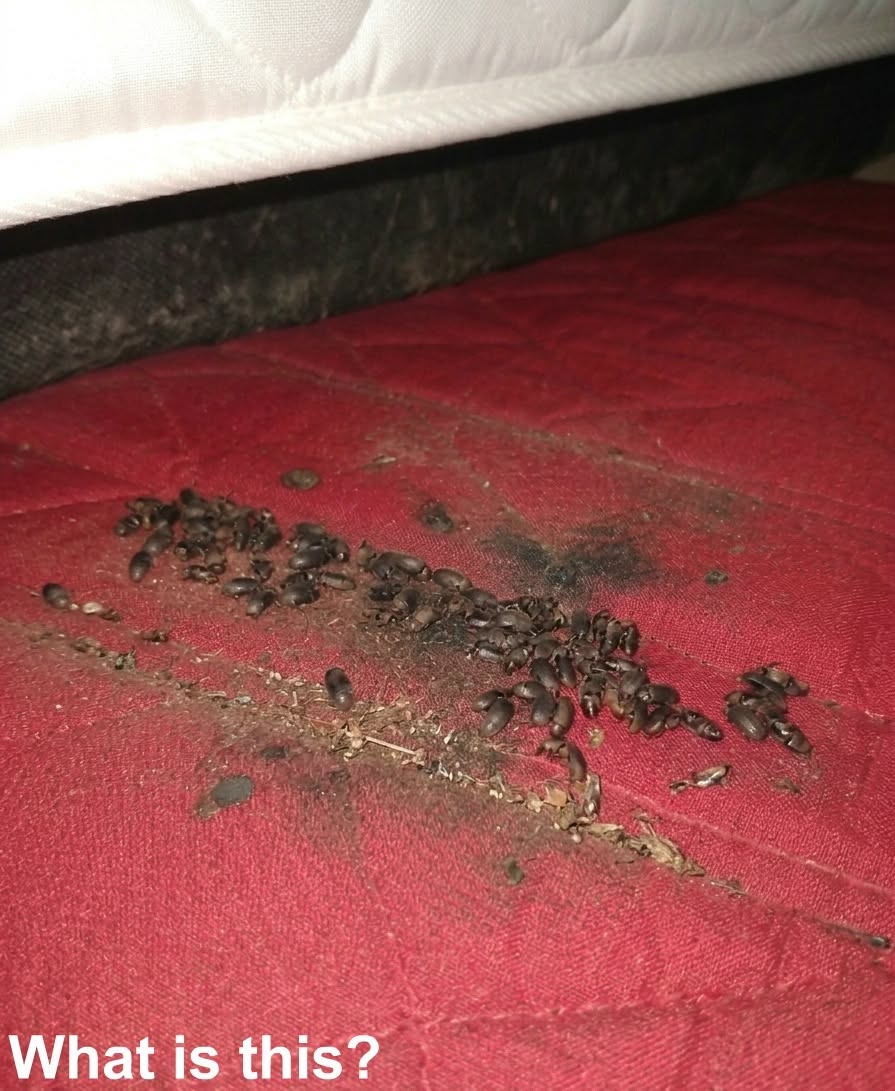Strange Discovery Under the Mattress Turns Out to Have a Simple Explanation