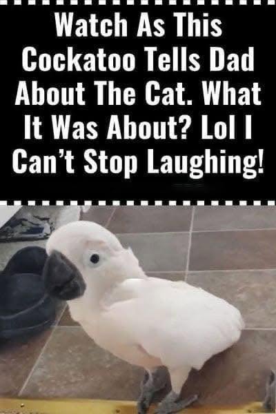 Hilarious Cockatoo and Cat Duo Wins Hearts With Their Playful Household Drama