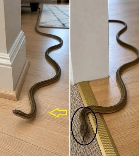 What to Do If You Find a Snake Inside Your Home