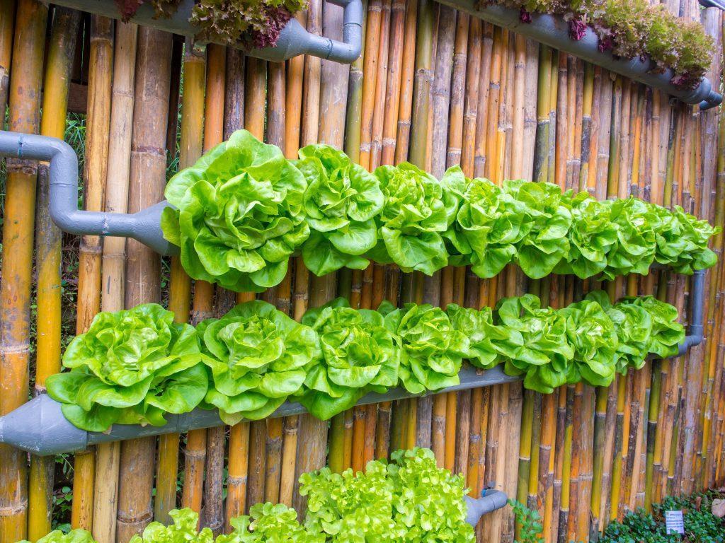 Use vertical gardening techniques to maximize space in small front yard landscaping areas