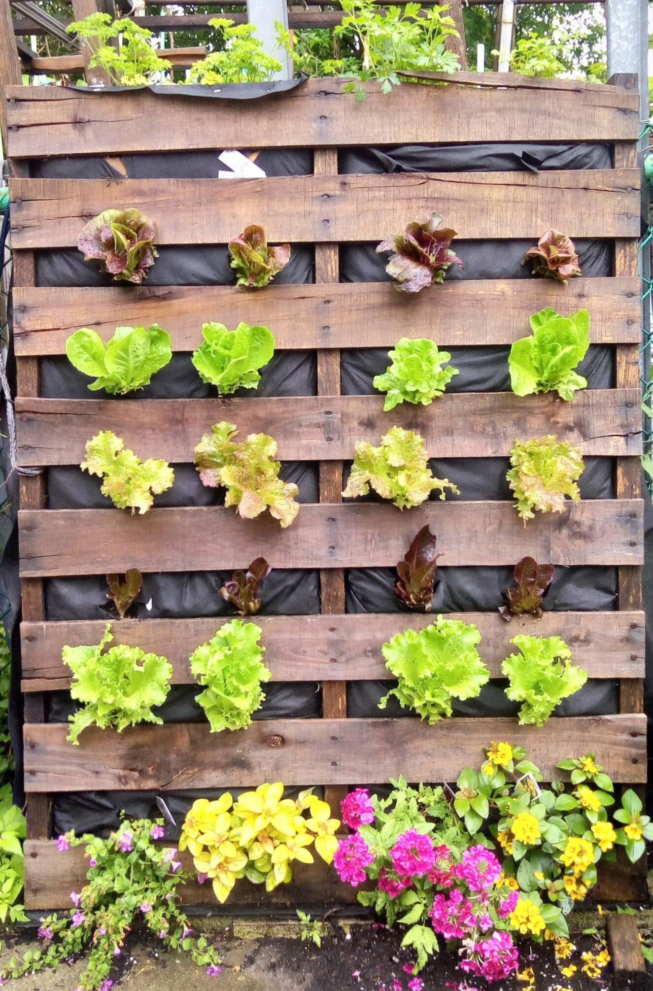 Cultivate a portable ⁤pallet garden to easily adjust‌ for seasonal plants