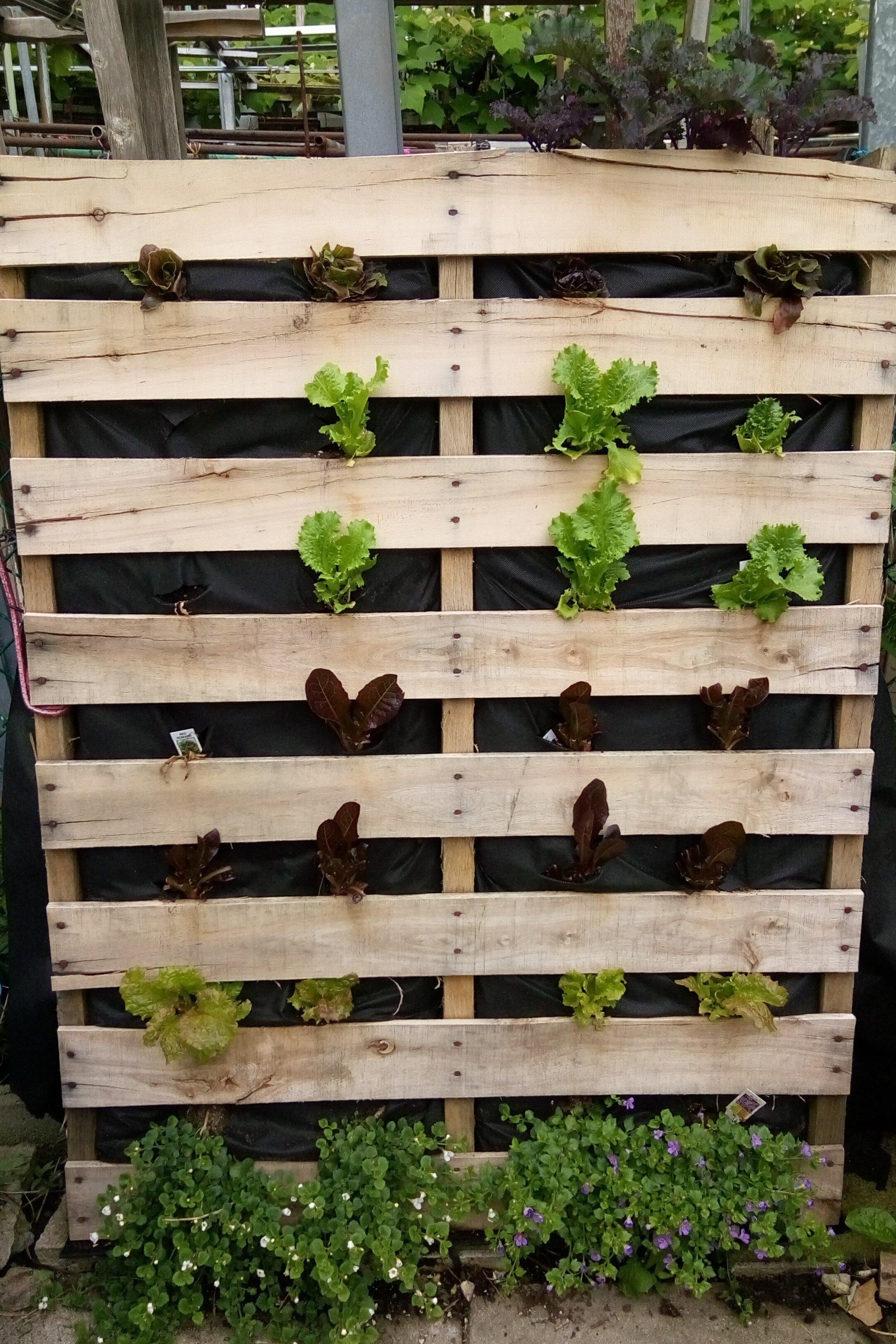 Create an eye-catching vertical vegetable Pallet Garden for sustainable living