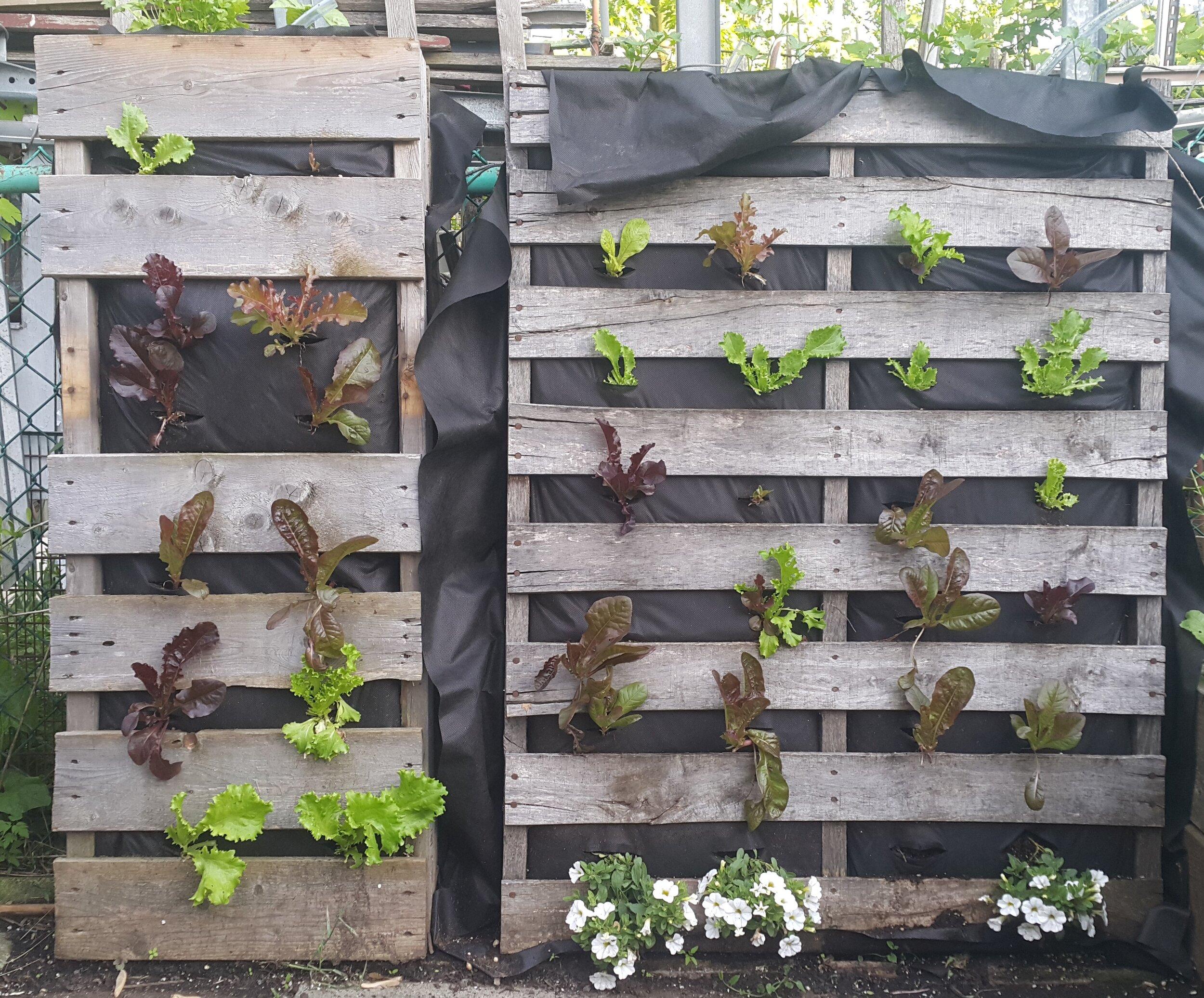 Vertical Pallet ⁤Garden: Maximize your space with ⁢a stunning​ vertical wall of greenery