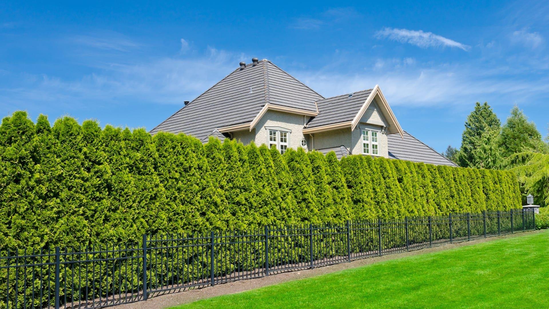 Plant a hedge for ‍privacy while maintaining beauty in your front yard landscaping