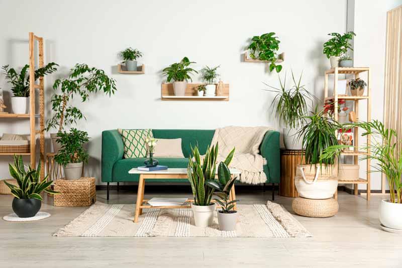 Indoor⁢ plants⁣ enhance air⁣ quality and aesthetic in your living room