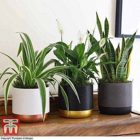 Curate a collection of⁢ indoor plants for a fresh, lively atmosphere