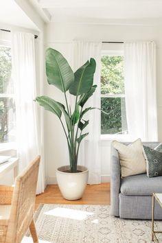 Indoor Plants:⁤ Breathe life into your‍ living‌ room​ with lush greenery and botanical accents