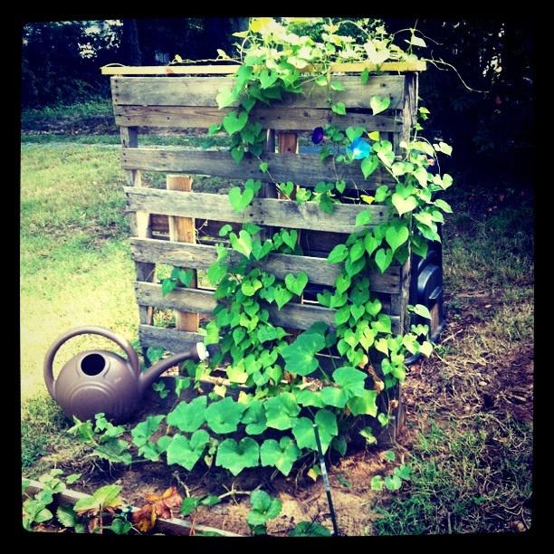 Build a​ pallet garden trellis for climbing plants to flourish ‍upward