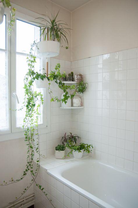 Indoor plants infuse freshness into bathroom environments