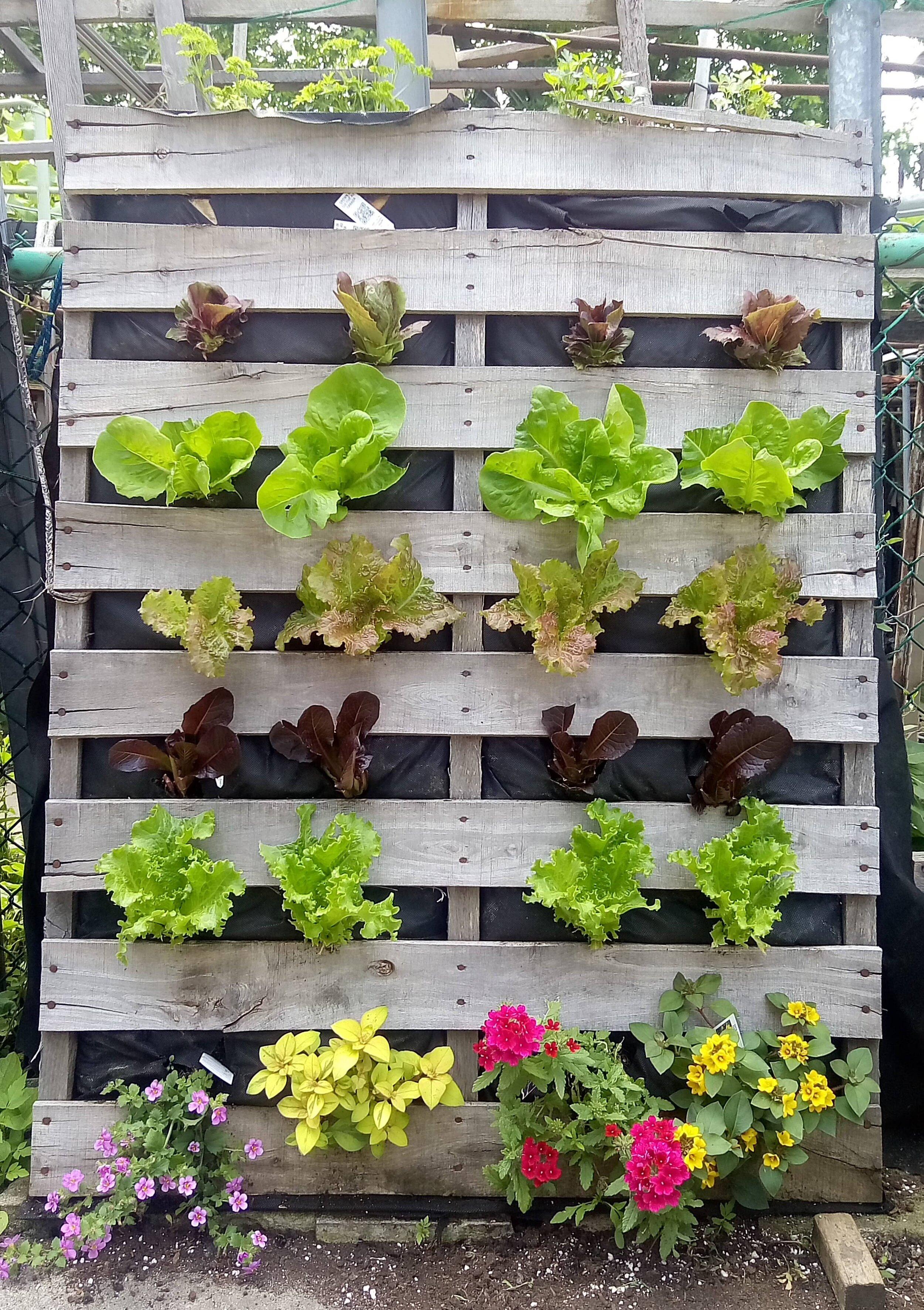 Build​ a pallet garden vertical‌ wall‌ to ⁢maximize herb and vegetable yields