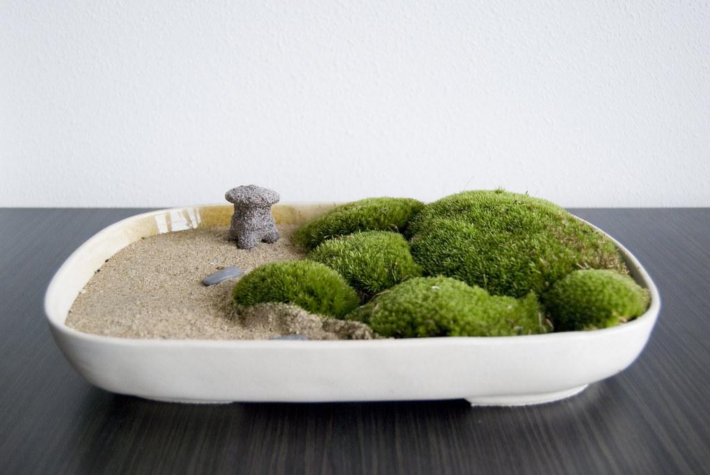 Lush moss‌ adds a touch of life and softness to your Zen Garden