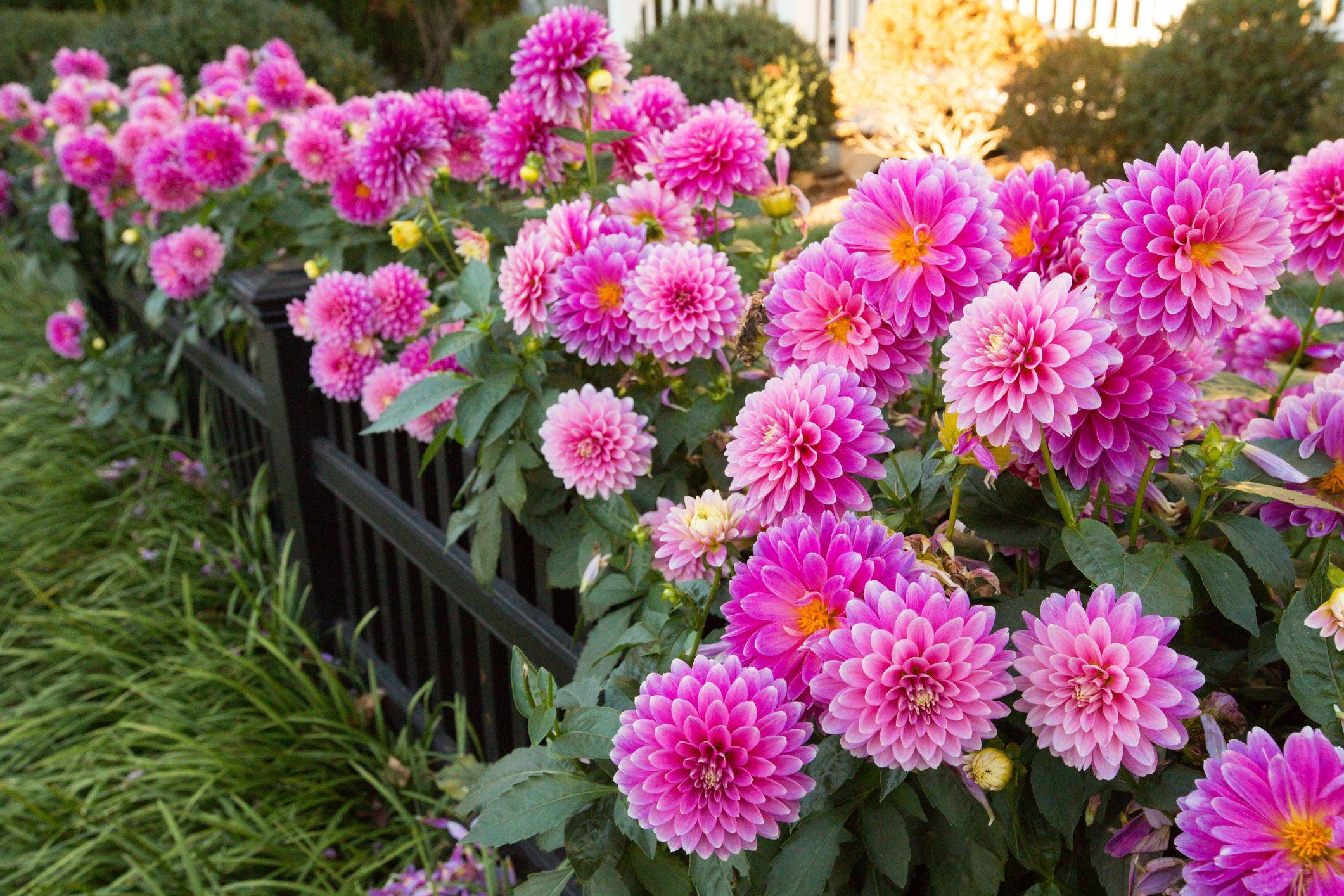 Mix perennials⁢ and annuals for‌ continuous blooms⁤ in​ your​ front‌ yard landscaping