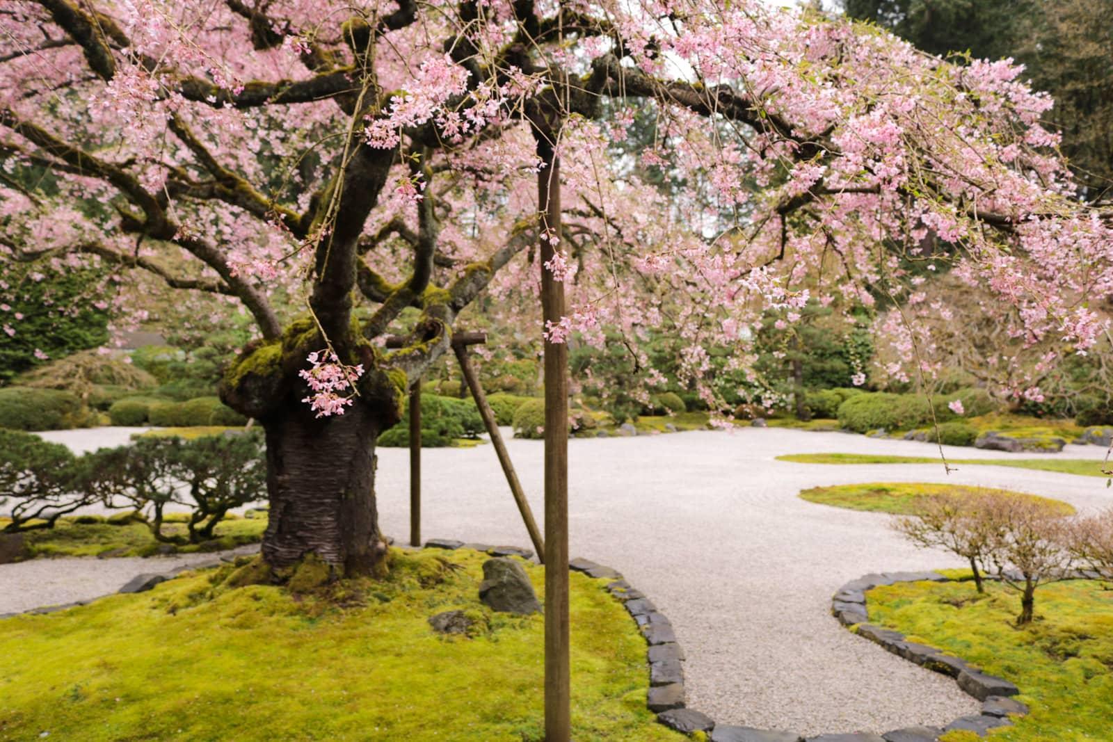 Delicate​ cherry blossoms bring a touch ⁢of⁢ beauty to your‍ Zen ⁢Garden