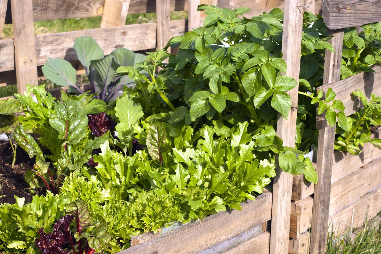 Edible Pallet Garden: Grow⁣ vegetables and fruits in​ a⁣ pallet garden designed for food lovers