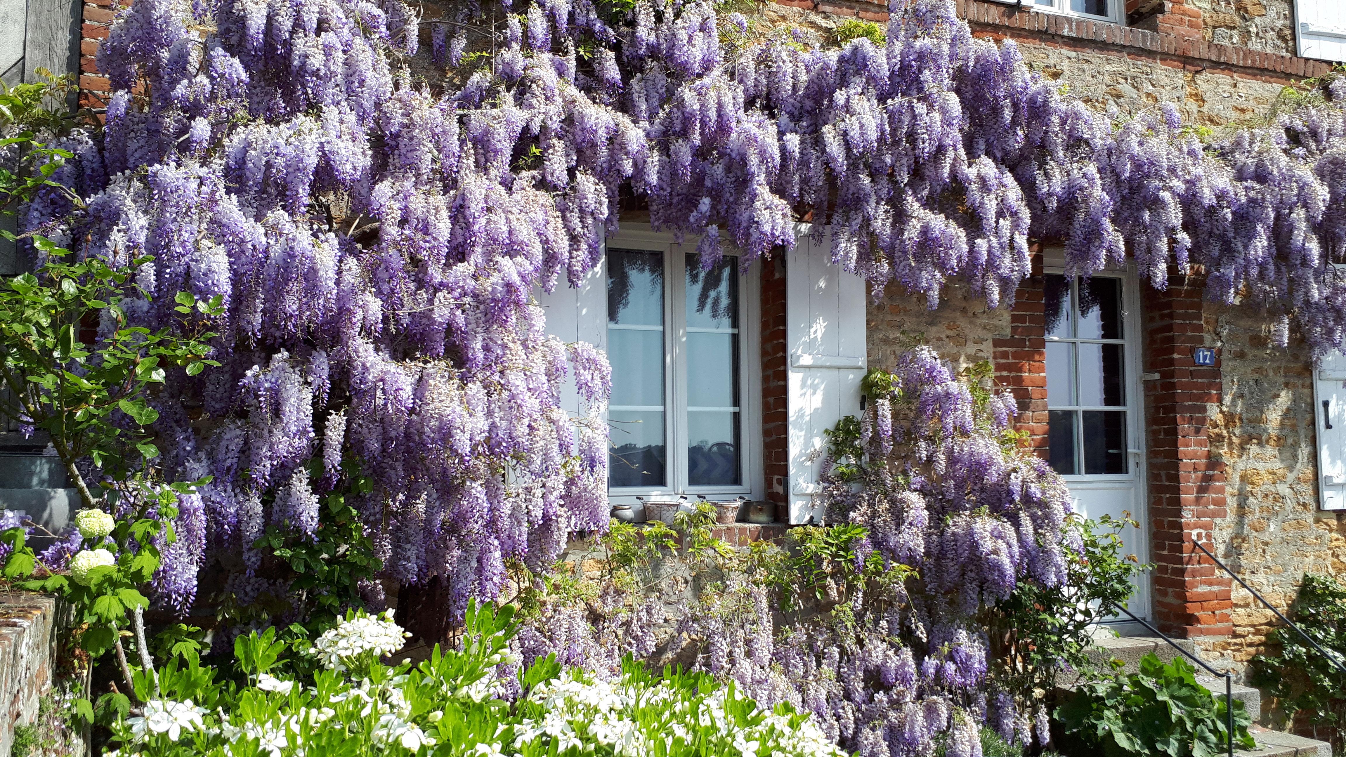 Use climbing ⁢vines on ‌trellises ⁣for ⁣vertical​ interest in your front yard ⁢landscaping