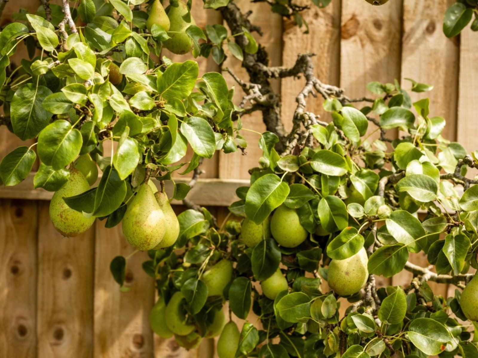 Plant fruit-bearing shrubs for beauty and⁢ tasty treats in your front yard landscaping