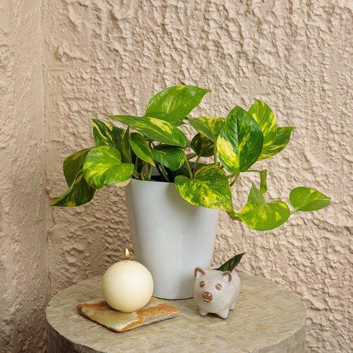 Incorporate plants of various sizes for a refreshing, natural vibe