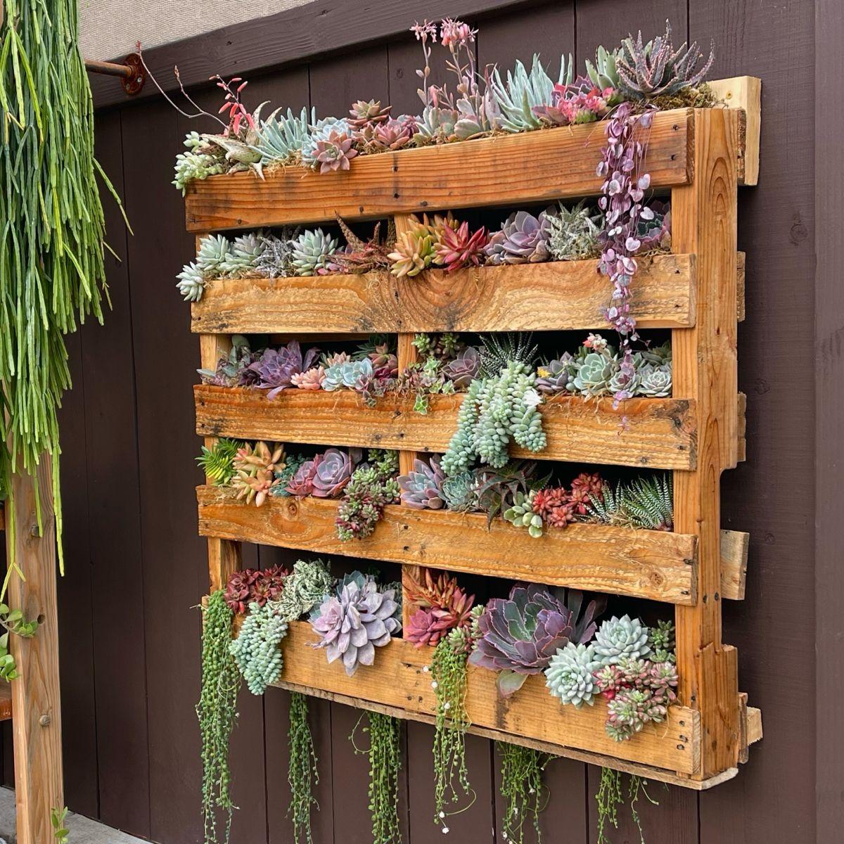 Use a pallet garden to display succulents for a low-maintenance green oasis