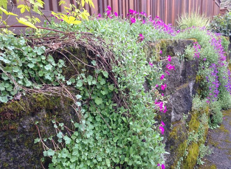 Utilize large planters with cascading plants for ⁢dramatic⁣ effects in front yard landscaping