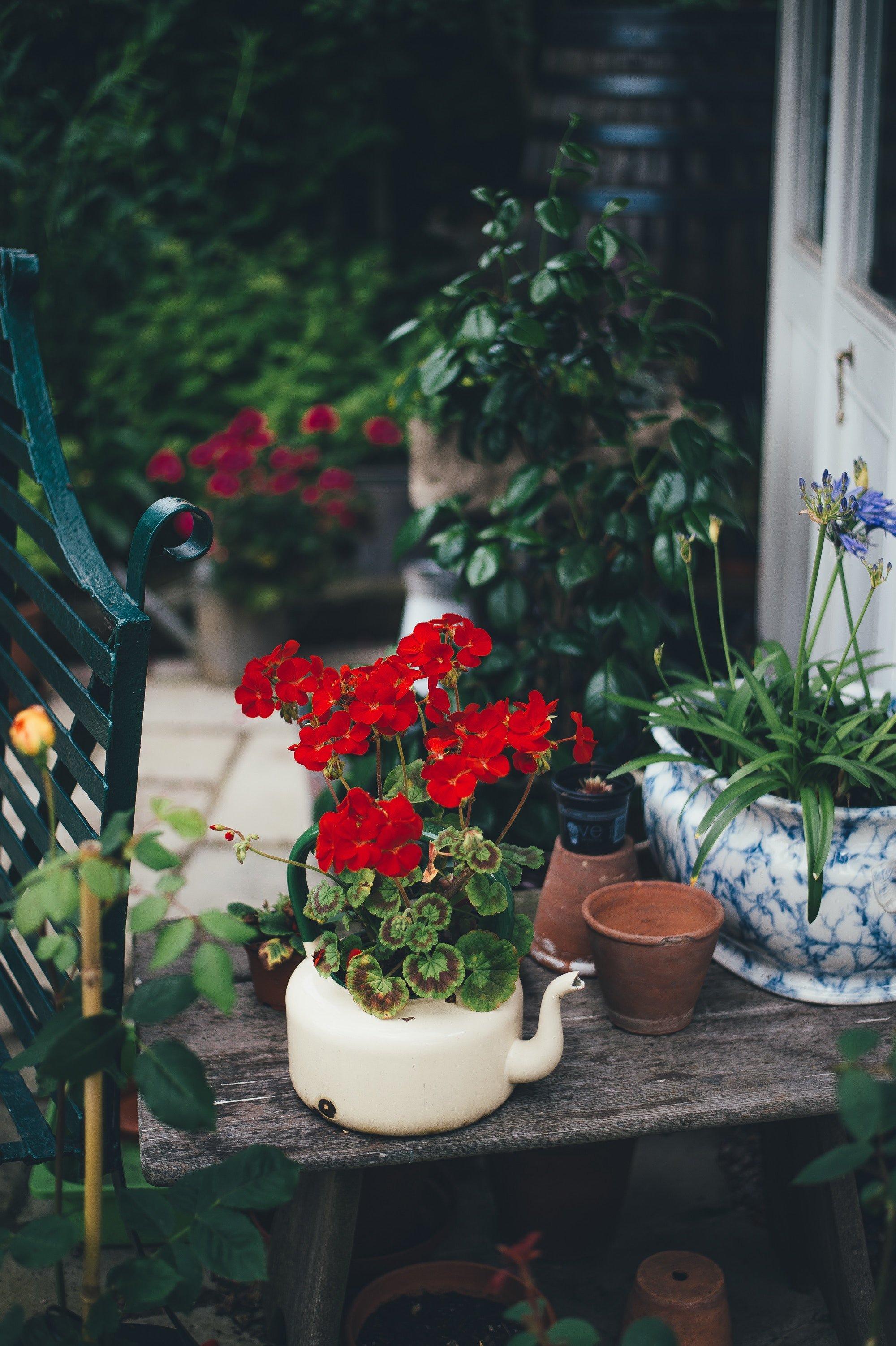 Bring in greenery with potted plants for a fresh vibe in your Burgundy Kitchen