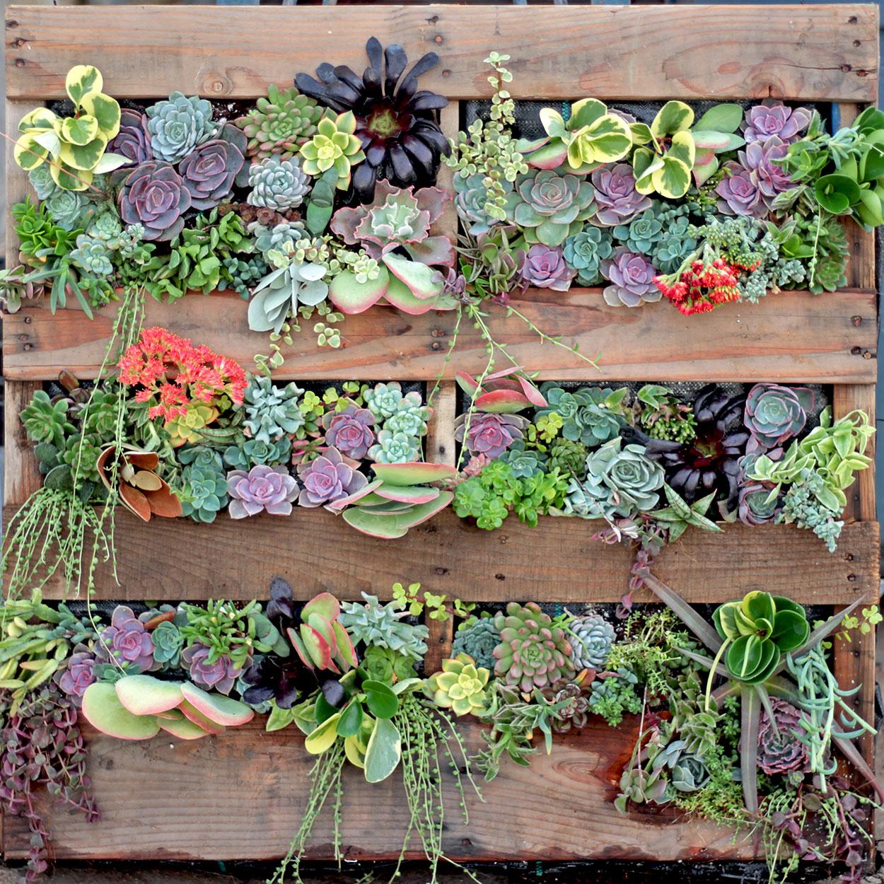 Create a miniature Pallet Garden filled with succulents for low-maintenance beauty