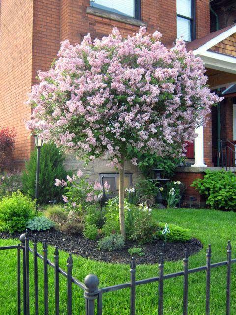 Plant flowering trees for vertical⁤ interest and seasonal splendor in ‌your front yard landscaping