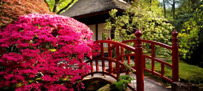 Delicate flowers introduce subtle color and fragrance to your Zen Garden