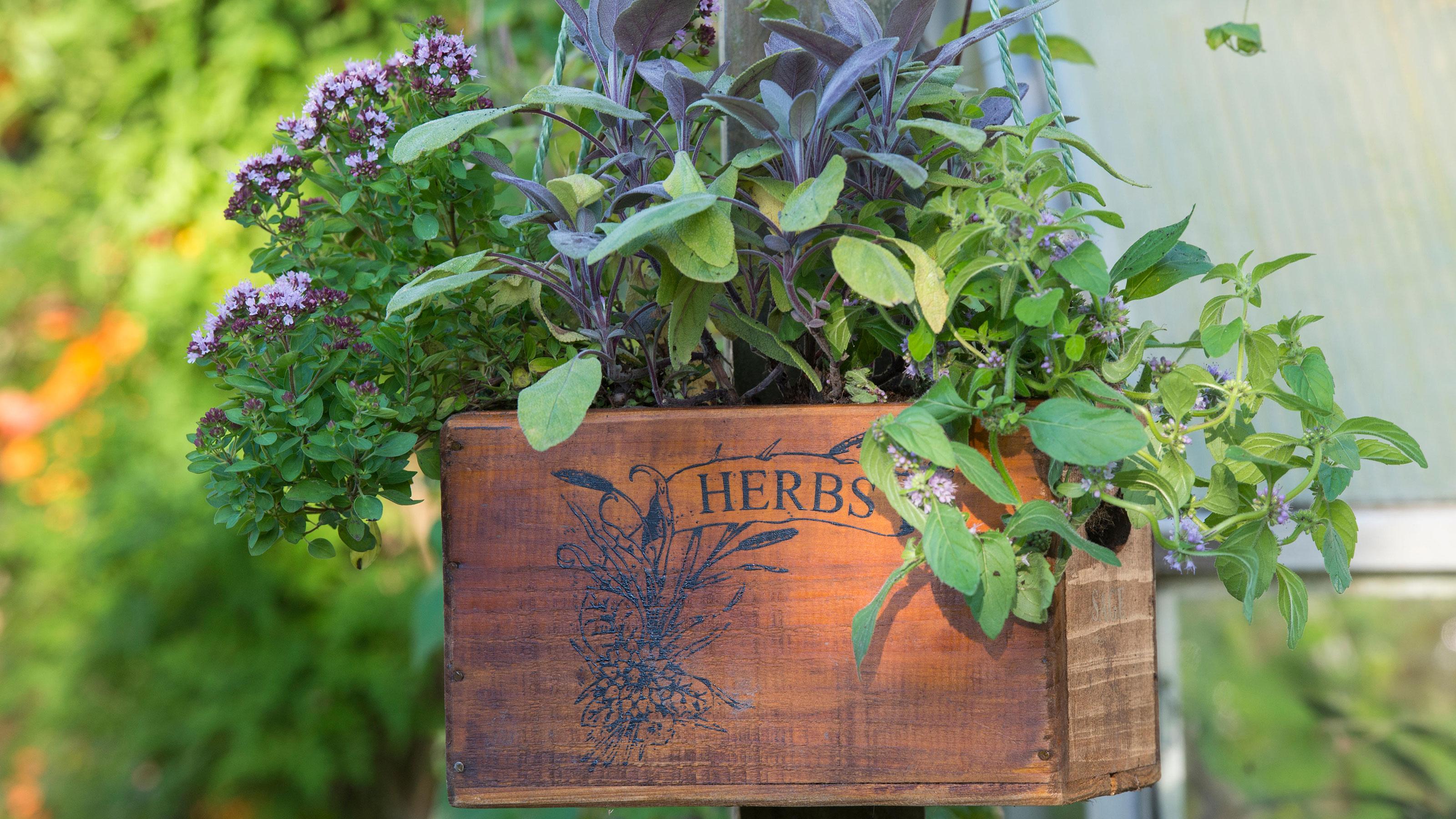 Aromatic herb garden ⁤for fresh⁣ flavors just steps away in your screened porch