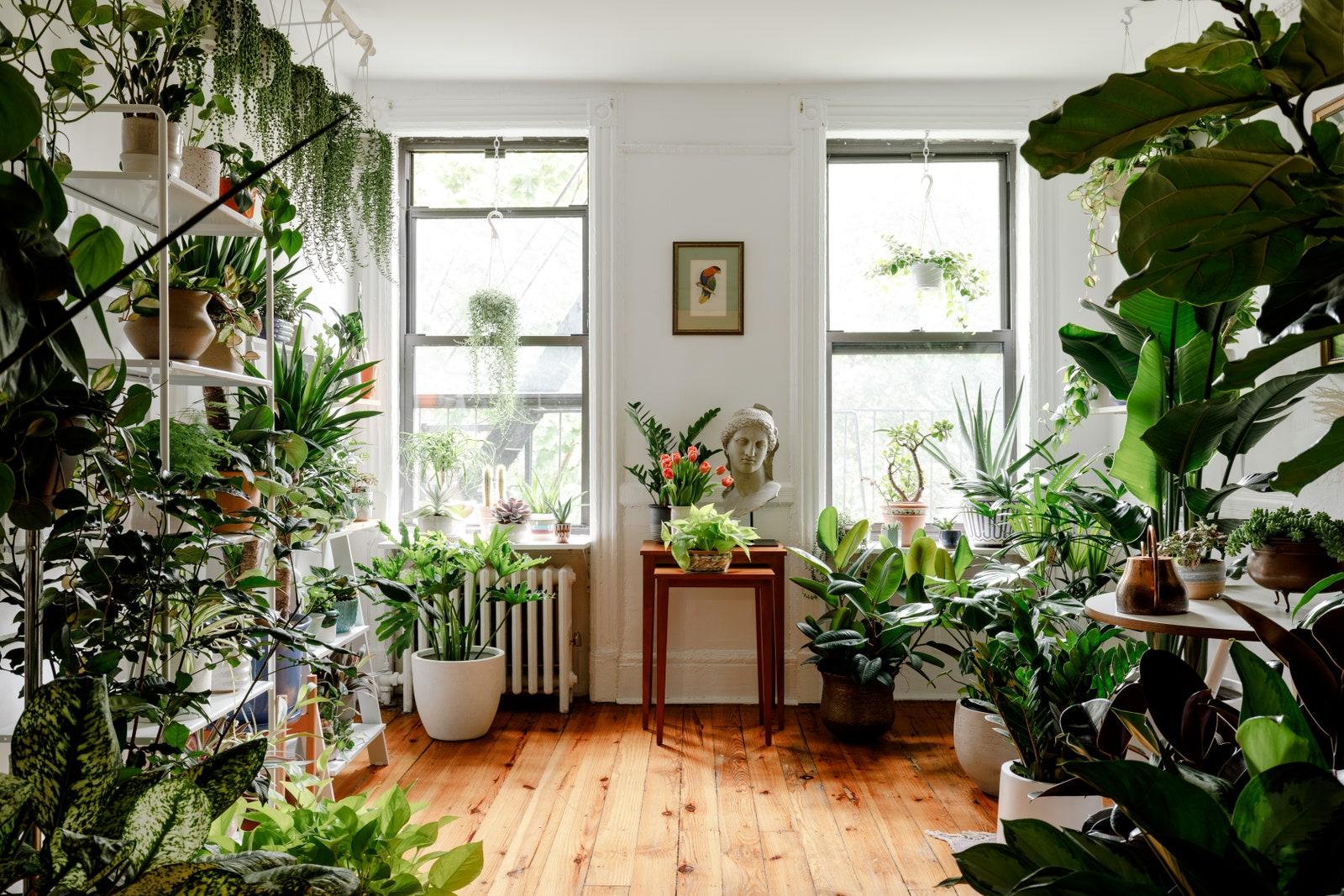 Indoor plants bring nature indoors to your living room ambience