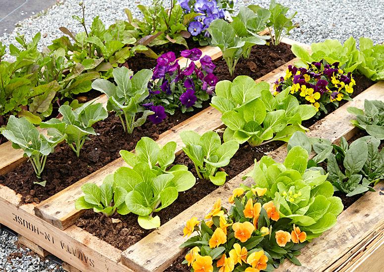 Mix ​edible plants and‍ flowers in ‍your pallet garden for beauty and bounty